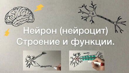 Нейрон - клетка нервной ткани.