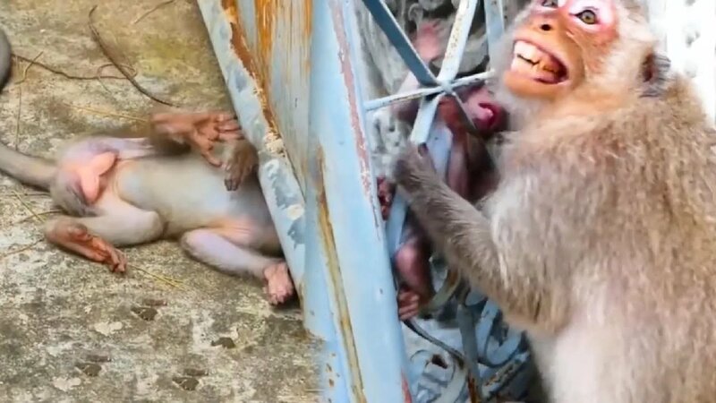 The life of wild animals in the forest. Baby monkey trapped and mother ...