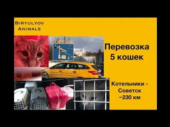 Перевозки животных: 5 кошек. Москва - Тула