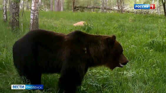 В Смоленской области не зафиксировано выходов медведей к населенным пунктам — Видео от Вести...