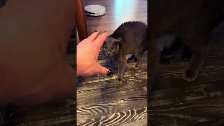 Когда кот чекнулся