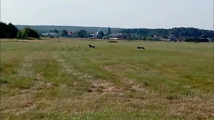 Курсинг. Змейка и Зараза.