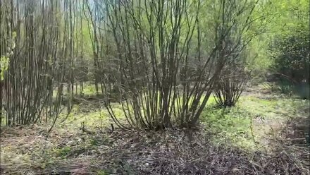 Участок в Шелухово.