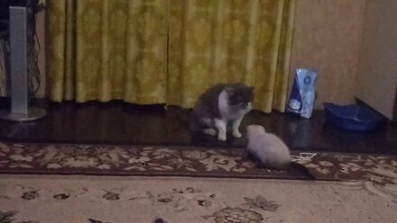 Шотландский котенок пристает к Марсику