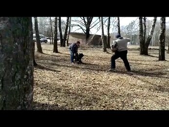 Кане-корсо треть занятие. Дрессировка собак.