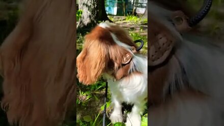 Кавалер кинг Чарльз Спаниель Майкл😻