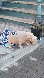 щенки американского булли и бигли. 8-927-277-24-37 питомник Стелла Фиделис #puppy, #собаки, #щенок,