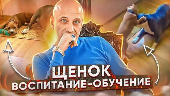 Щенок (социализация, воспитание и обучение) — Видео от Антуан Наджарян - Официальная группа