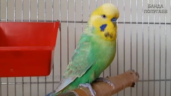 Секс видео: Әкесі жұмыста болғанда, ұлы өгей шешесін трахает