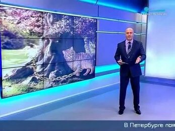 Центр Лукоморье Петербург