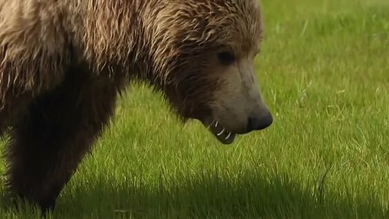 Дикая природа Аляски (Документальные фильмы National Geographic HD) – Video od Мир вокру...