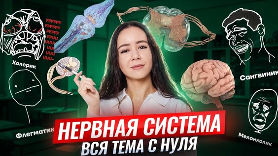 Нервная система с нуля | Все что нужно знать для ЕГЭ по биологии | Жанна Казанская | Умскул ...