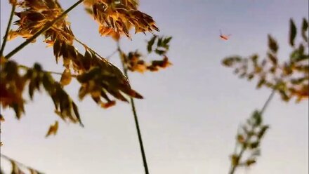 Dance Flowers in Odyssey Festival | by #mindryukov_films