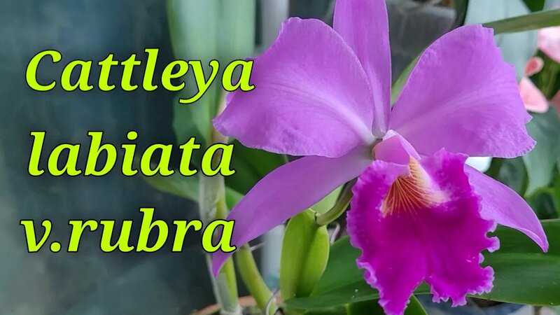 Cattleya labiata v.rubra первое домашнее цветение. - Смотреть онлайн в ...