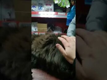 Лохматый жирный кот (Shaggy fat cat)
