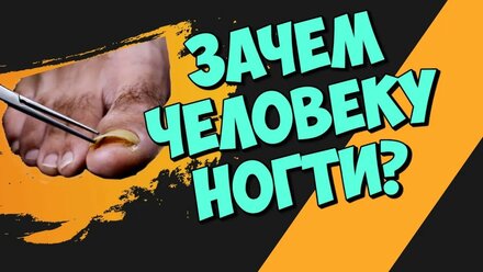 Зачем человеку ногти? Интересные факты.