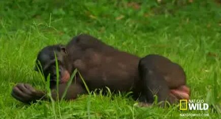 Порно ұрып-соғу жазалау тәртібі