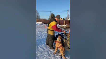 Светлана и малинуа УМА - тренинг по мондьорингу в школе Don-Breme