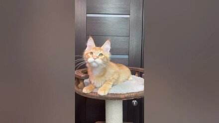 Парадиз #mainecoon #kitten #cute #cat #pets