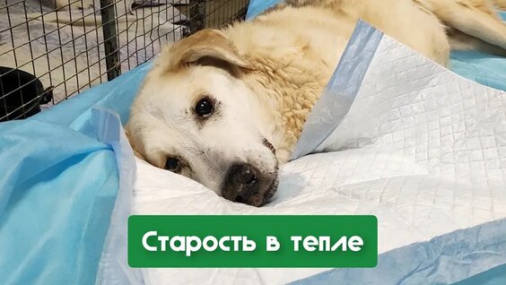Старость в тепле | Как мы ухаживаем за пожилыми животными — Видео от Приют для животных &quo...