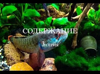 Карликовый змееголов Чана Гачуа Роял Блю | Содержание | аквариумистика БЕСТ ФИШ