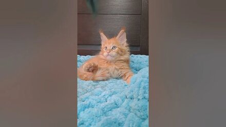 Котенок мейн кун девочка Ненси