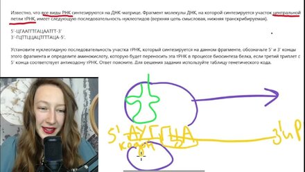 Матричные процессы синтез тРНК