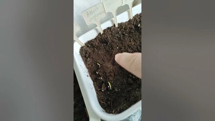 делитесь своими любимыми сорта и томатов