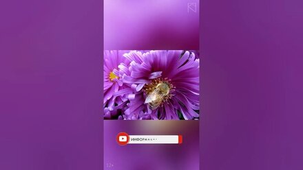 А вы знаете как пчелы видят цвет? / Истории про цвет