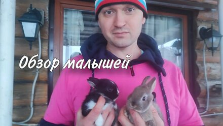 Обзор малышей кроликов 🌲❤️ #маленькие_кролики