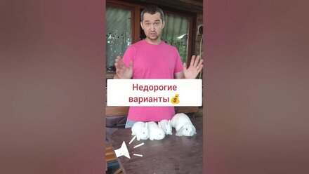 ✅Недорогие декоративные кролики ✅ #декоративныекролики