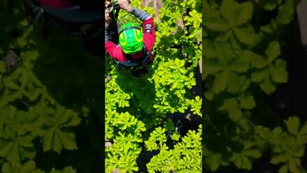 Удаление аварийных деревьев #arborist #владивосток #ms500i #riging #vladivostok #djimini3 #stihl