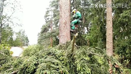Работа арбориста. Пилим огромную ель. Tree Removal. Arborists