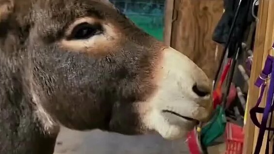 Ular boshqa birovlarning xotinlarining ogziga singdiradilar