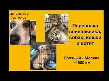 Перевозки животных: Грозный - Москва. Спинальник, кормящая кошка с котятами.