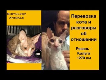 Перевозки животных: Корниш-рекс.