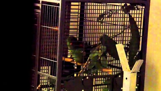 Amazon mating parrots (dominicana)