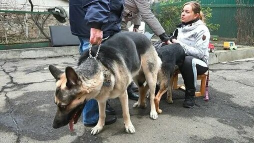 Вязка немецких овчарок. Как вяжутся овчарки. Естественная вязка ...