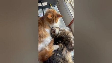 This is love. Pure love #cats #catty #catlover #maincoon #friends #happy #lol #israel #boy #boys