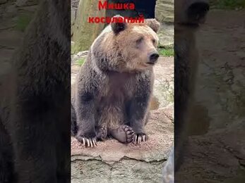 Мишка косолапый. Развлекает нас!!