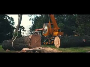 Работа компании EcoWood. #arborist #ecowood #sochi