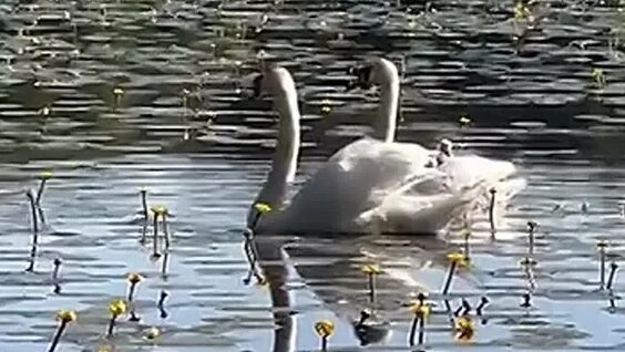 БДСМ порно видеоны қараңыз