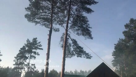 Валка дерева в стесненных условиях между построек