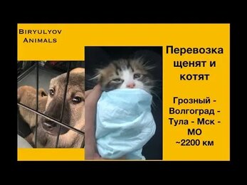 Перевозки животных: Грозный - Волгоград - Тула - Мск - МО. Кошки и щенята.