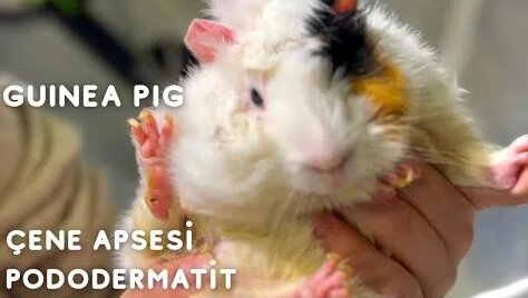 Ginepig Çene Apsesi ve Pododermatit - Смотреть онлайн в поиске Яндекса ...