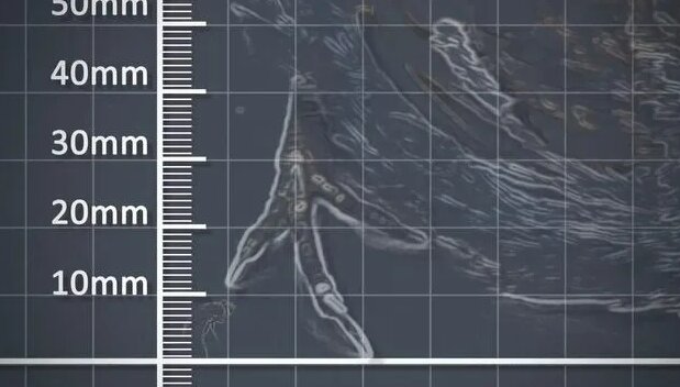 The Metre - Metric unit of length - Scale comparison - Смотреть онлайн ...