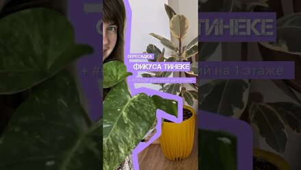 ПЕРВОЕ ВИДЕО НА YouTube ссылка в описании.#видеообзор #пересадкацветов #обзор #видео #ремонт #shorts