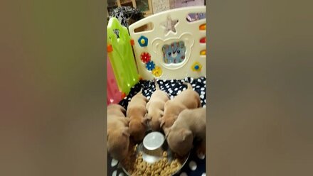 щенки американского булли. 8-927-277-24-37 питомник Стелла Фиделис