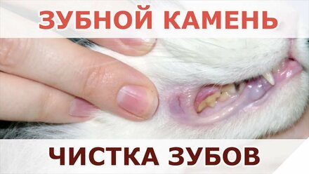 Чистка зубов, зубной камень кошкам и собакам. Уфа.