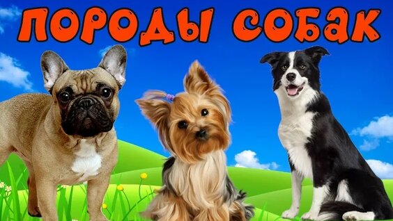 Собаки для детей. Учим породы собак и их звуки — развивиющее видео — Видео от Р…